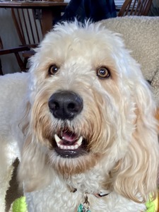 Ziggy