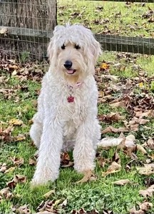 Bailey
