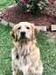 Reinhardt’s Lady Gwinnievere (Winnie)